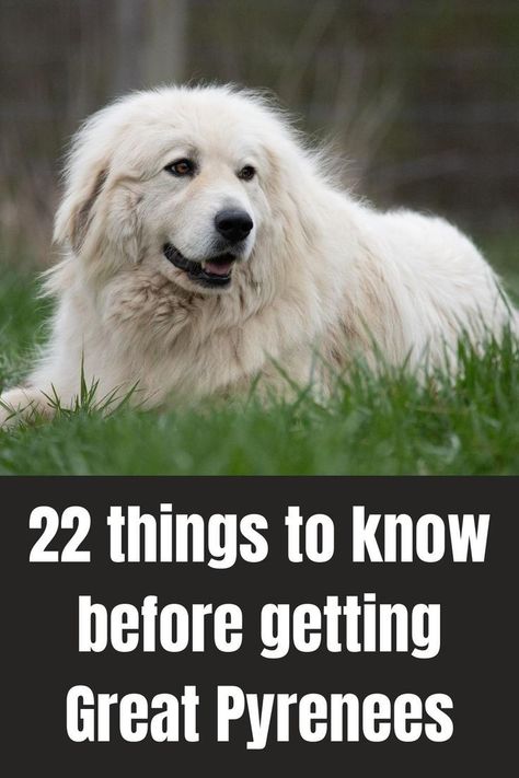 Great Paranise Dog, Great Pryness Dog, Grand Pyrenees Dog, Great Pyrenees Grooming, Great Peranease Dog, Great Pyrenees Christmas, Great Pyrnesse, Cats Apartment, Puppy Planning