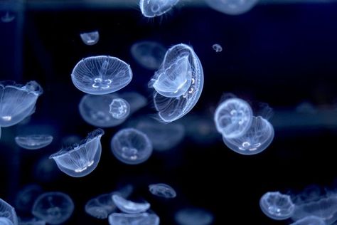 Jellyfish Photo, Home Screen Design, Photo Widget, Screen Design, Home Screen, Aesthetic Photo, Jellyfish, Design Template, Floating