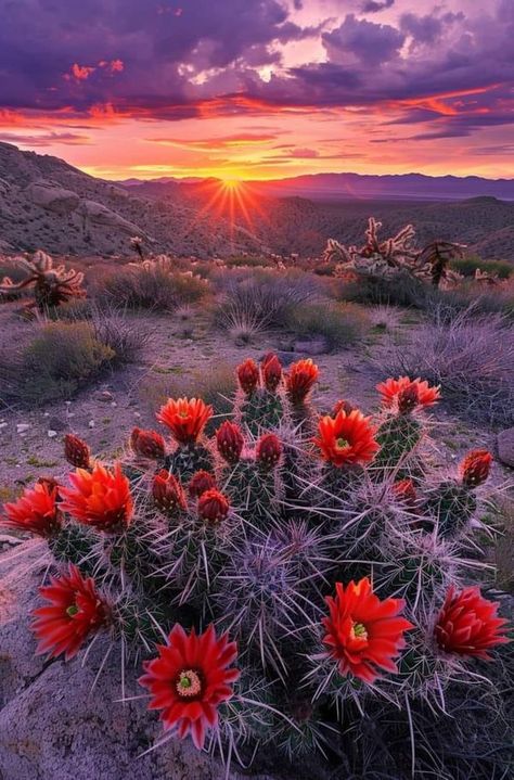 Joshua Tree National Park, California. | Cactus with red flowers in the desert at sunset, Joshua Tree National Park, | Facebook Joshua Tree Wallpaper Iphone, Red Cactus Flower, Flowers In The Desert, Joshua Tree Wallpaper, Saguaro Cactus Flower, Joshua Tree National Park Photography, Tiktok Template, Texas Desert, Desert Scenery