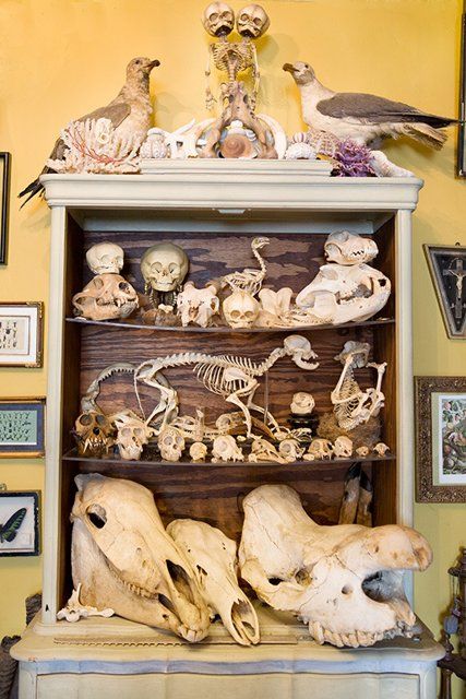 . Beautiful Taxidermy, Apartment Therapy House Tours, Oddities Collection, Cabinet Of Curiosity, Skulls And Bones, Curiosity Cabinet, Wet Specimen, Taxidermy Art, Vulture Culture