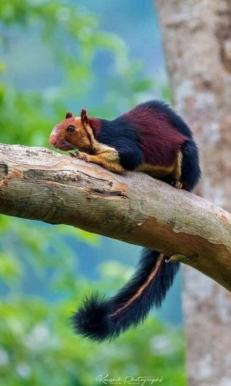 Malabar Giant Squirrel, Malabar Squirrel, Tomato Frog, Indian Giant Squirrel, Giant Squirrel, National Geographic Animals, Prey Animals, Lady Sif, Giant Animals