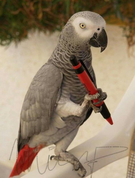 Congo African Grey, Birds Parrots, Jimmy Stewart, Giant Animals, Wild Photography, Grey Parrot, Parrots Art, Funny Parrots, African Grey Parrot