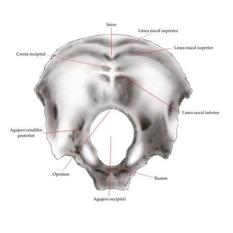 Occipital Bone, Movie Posters, Art, Film Posters