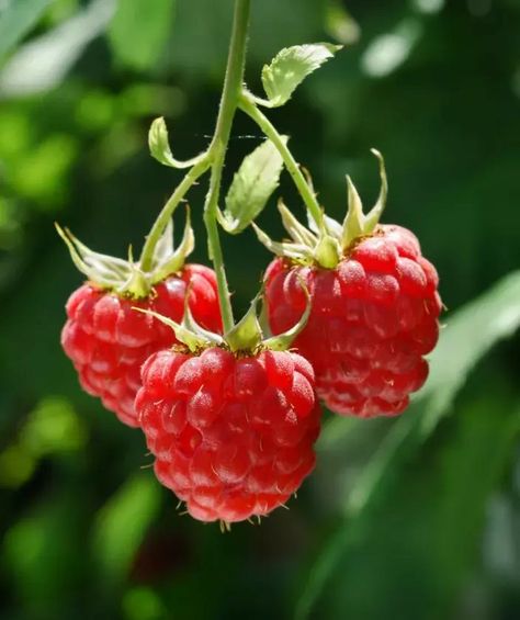 Raspberry Bush, Raspberry Plants, Berry Garden, Plant Study, Spring Fruit, Berry Bushes, Small Shrubs, Fruit Photography, Red Raspberry