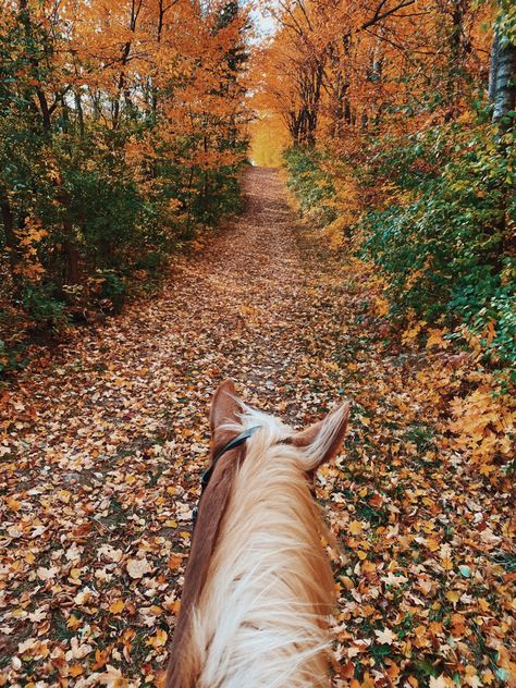 fall horse trail leaves orange Fall Horseback Riding Aesthetic, Fall Horseback Riding, Fall Horse Riding, Autumn Horse Aesthetic, Fall Horse Wallpaper, Fall Horse Aesthetic, Horses In Autumn, Trail Ride Aesthetic, Country Fall Aesthetic