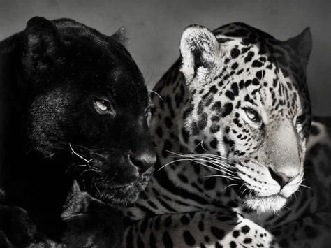 Black Jaguar, Black N White, Leopards, Grunge Style, Star Girl, White Aesthetic, Black Panther, Big Cats, Graphic Poster