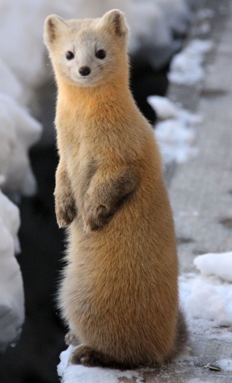 #9 sable Ferret Cage, Wild Animals Photography, Cute Ferrets, Amazing Animals, Happy Animals, Animal Planet, Animal Photo, Cute Little Animals, 귀여운 동물