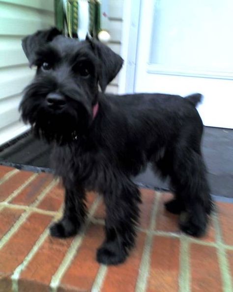 Schnauzer Puppy Cut, Schnauzer Haircuts, Black Mini Schnauzer, Schnauzer Cut, Black Schnauzer, Schnauzer Grooming, Schnauzer Mix, Mini Schnauzer Puppies, Standard Schnauzer