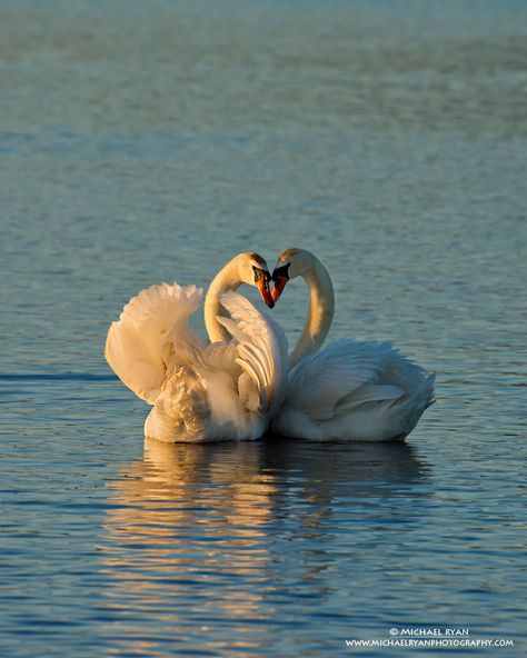 Swan Couple, Two Swans, Swan Love, The Ugly Duckling, Mute Swan, Nikon D800, Ugly Duckling, Big Bird, Southern Africa