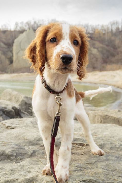 40 Best Medium Sized Dog Breeds - List of Popular Cute Medium Sized Dogs for Families Welsh Springer Spaniel, Best Medium Sized Dogs, Dogs Crafts, Medium Sized Dogs Breeds, Dog Breeds That Dont Shed, Family Dogs Breeds, American Bobtail, Dog Breeds List, Dog Breeds Medium