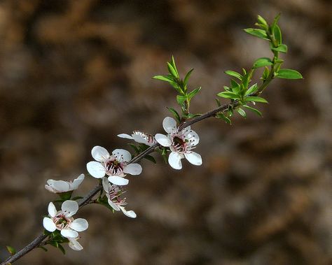 Manuka Plant, Native Drawings, Essential Oil Lip Balm, Tea Tree Oil Uses, Australian Wildflowers, Botanical Tea, Homemade Tea, Essential Oils Herbs, Plant Tattoo