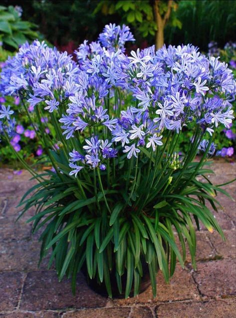 Agapanthus In Pots, Carnation Plants, Agapanthus Blue, Agapanthus Plant, Agapanthus Africanus, Garden Front Of House, African Lily, Leafy Plants, Plant Delivery