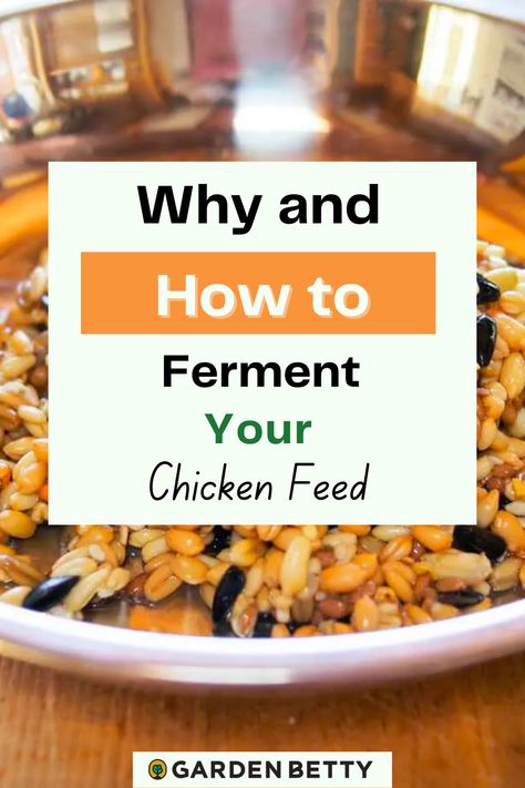 Chicken Feed Mash, Fermented Feed For Chickens, Fermented Chicken Food, Chicken Food Recipes For Chickens, Ferment Chicken Feed, How To Ferment Chicken Feed, Fermented Chicken Feed How To Make, Fermented Chicken Feed Recipe, Chicken Feed Mix Recipe