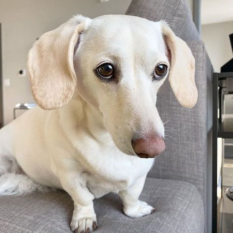 Whitney Chewston Dog, White Dachshund, 2025 Manifestation, Daschund Dog, Weenie Dogs, Dog Memes, Instagram Repost, Double Tap, Dog Owners