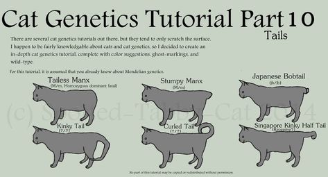 Cat Genetics Tutorial Part 10 (Tails) by Spotted-Tabby-Cat on DeviantArt Cat Genetics Tutorial, Cat Genetics, Several Cat, Manx Cat, Japanese Bobtail, Cat Anatomy, Cat Language, Cat Base, Warrior Cats Art