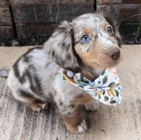 Miniature Dachshund Puppies For Sale | Dallas, TX Merle Mini Dachshund, Long Hair Dapple Miniature Dachshund, Dapple Miniature Dachshund, Long Hair Daschund Puppies, Dapple Dachshund Puppy For Sale, Mini Dachshund Puppies For Sale Near Me, Mini Dash Hound, Weener Dogs Puppies, Mini Dauchsands