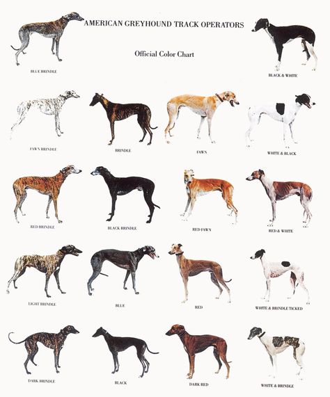 Greyhounds Sight Hounds, Greyhound Adoption, Greyhounds Racing, Greyhound Art, Grey Hound Dog, Italian Greyhound, Hound Dog, Whippet, Beautiful Dogs