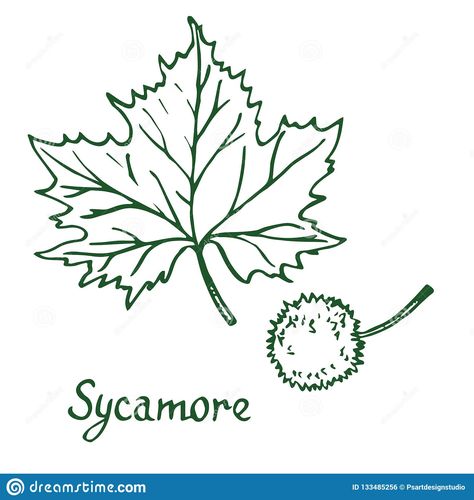 Tree Leaf Drawing, American Sycamore Tree, Leaf Doodle, Sycamore Leaf, Twin Tattoos, Leaves Doodle, Plane Tree, Tree Logo Design, Sycamore Tree