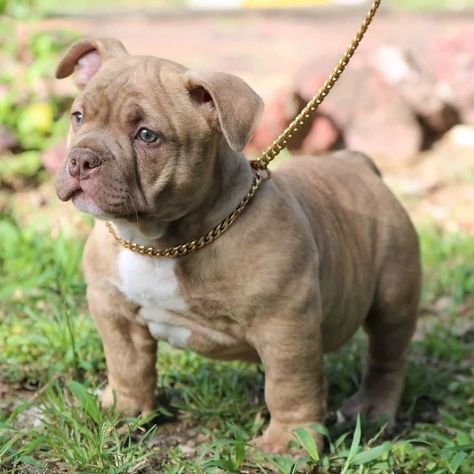 Cute americanbully dog, americanbully dog puppies, americanbully dog baby, Americanbully bully dog, american bully dog lover,t American bully puppy, american bully dog lover, American bully dog family. Xl Bullies, American Bully Puppy, American Bully Dog, Bully Puppy, Bully Xl, Pocket Bully, Puppy Litter, Bully Breed, Bully Breeds Dogs