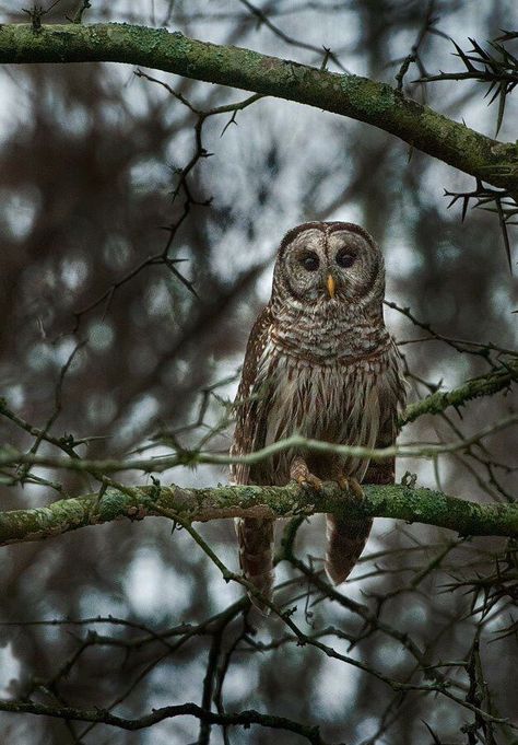 Owl Sitting On Branch, Branch Drawing, Great Horned Owl, Bird Feathers, Tree Branches, Birds, Drawings, Animals