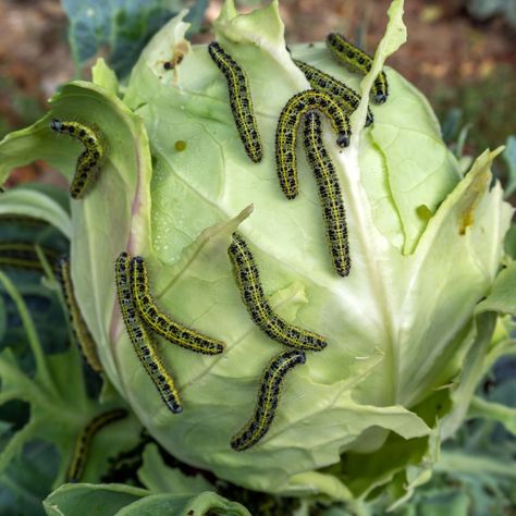 How To Stop Cabbage Worms - Keep Your Vegetable Plants Safe! Types Of Cabbage, Meal Worms, Growing Blueberries, Hydrangea Leaves, Cabbage Worms, Vegetable Plants, Perennial Grasses, Starting Seeds Indoors, Growing Strawberries