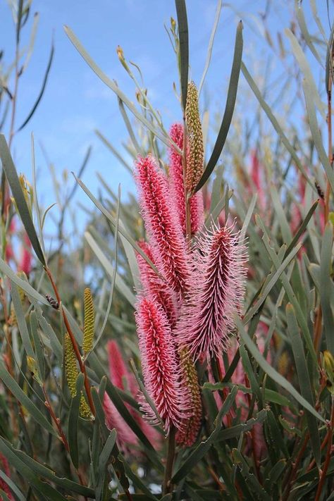 Hakea Flower, Hakea Francisiana, Hakea Laurina, Australian Native Garden Design, Bottlebrush Plant, Native Australian Garden, Australian Garden Design, Australian Natives, Australian Native Garden