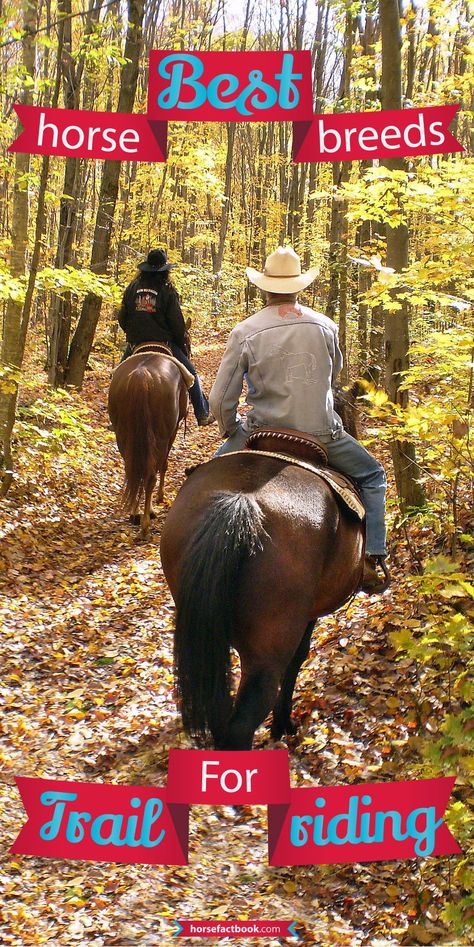 Ottb Horses, Best Horse Breeds, Trail Riding Horses, American Quarter Horse Association, Horse Behavior, Equestrian Problems, Horse Trail, Horse Feed, Horse Dressage