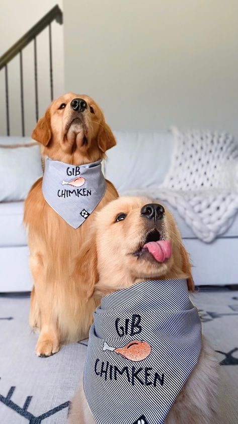 Tucker Budzyn, Embroidered Bandana, Golden Retriever Baby, Golden Retriever Art, Style Bandana, Golden Retriever Funny, Lap Dogs, Father Son, Cute Animal Photos