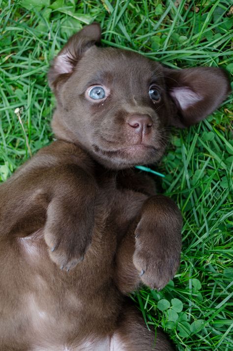 Labrador brun chocolat Labrador Puppy Chocolate, Puppy Dog Pictures, Brown Labrador, Chocolate Lab Puppies, Black Labrador Dog, Labrador Puppies, Bored Dog, Popular Dog Breeds, Most Popular Dog Breeds