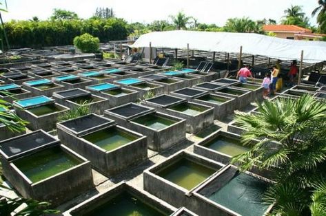 Photos of Neighborhood Fish Farm Catfish Farming, Pond Construction, Backyard Aquaponics, Fish Farm, Aquaponics Fish, Aqua Culture, Aquaponic Gardening, Farming Business, Fish Breeding