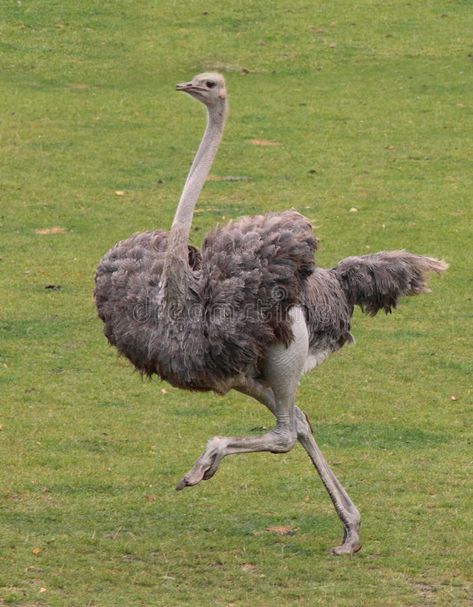 Ostrich Running, Random Profile, Bird Feeder Craft, Drawing Bird, Tattoo Bird, Ostrich Egg, Bird Drawing, World Birds, Flightless Bird