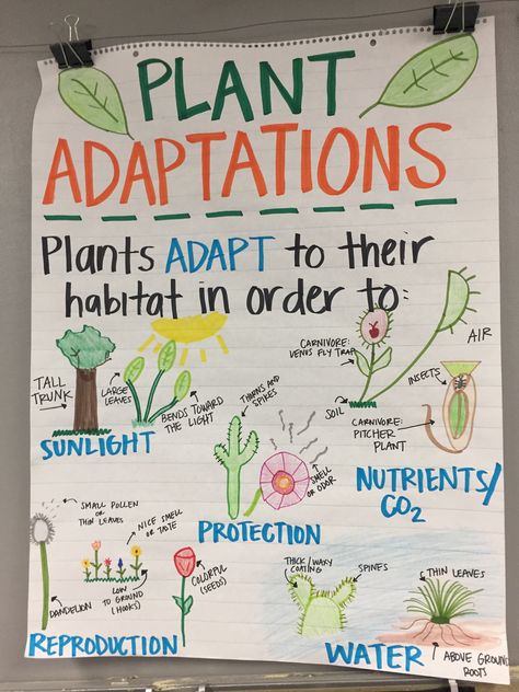 Plant Adaptations Anchor Chart Plant Adaptations Anchor Chart, Adaptations Anchor Chart, Plant Adaptations, Grade 3 Science, Science Anchor Charts, Second Grade Science, Plants Unit, Animal Adaptations, First Grade Science