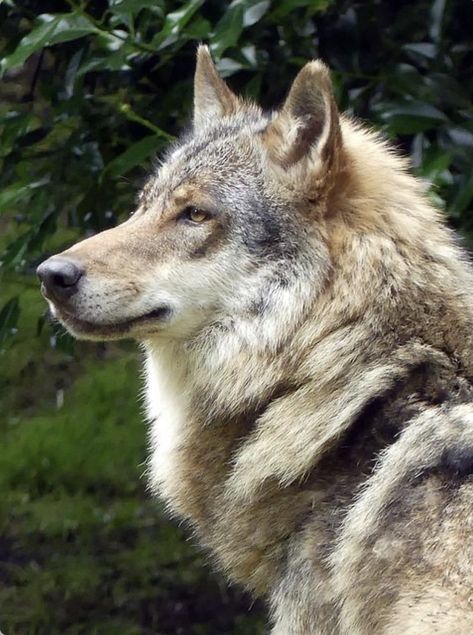 Beautiful gray wolf in profile. (Pixabay.com) Wolf Face Side View, Wolf Refrence Pose, Wolf Looking Down, Front Facing Wolf, Wolf Head Reference, Wolf Reference Photo, Wolves Reference, Wolf Reference, Wolf Poses