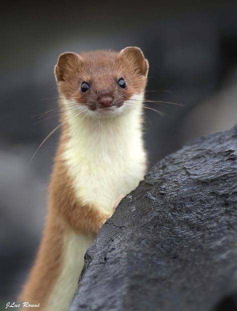 PORTRAIT D'HERMINE//Ermine by Jean Luc Ronné on 500px Cute Animal Tattoos, Tattoo Nature, Cute Ferrets, Animal Sketches, Primates, Animal Tshirt, Animal Photo, Ferret, 귀여운 동물