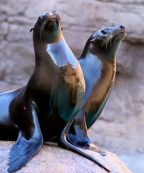 Galapagos Sea Lion, Aesthetic Tips, Sea Mammal, Pond Life, Animal Study, Underwater Creatures, Whale Shark, Sea Lion, Ocean Creatures