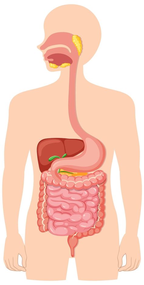 Free Vector | Human medical digestive system Human Body Anatomy Side View, Human Systems Anatomy, Human Digestive System Diagram, Digestive System Drawing, Digestive System Poster, Stomach Diagram, Digestive System Parts, Digestive System Project, Digestive System Model