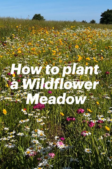 Our simple guide to create your own wildflower field Meadow Garden, Wildflower Garden Bed, Plant Garden Design, Garden Wildflowers, Wildflowers Garden, Garden Wild, Prairie Flower, Wild Flower Meadow, Prairie Garden