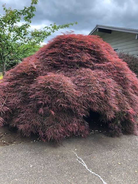 Japanese Maple Pruning, Pruning Japanese Maples Trees, Japenese Maple, Bushes And Shrubs, Japanese Maples, Street Trees, Maple Trees, Japanese Maple Tree, Tree Pruning