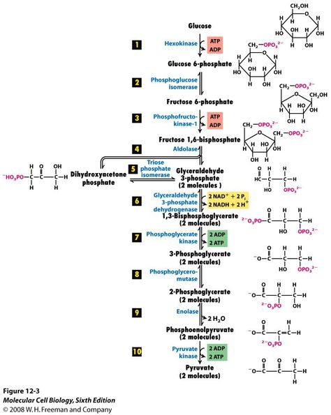 Glycolysis (Part 1) | Azimuth Glycolysis Cycle, Glycolysis Pathways, Micro Biology, Cellular Biology, Anaerobic Respiration, Oxidative Phosphorylation, Biochemistry Notes, Medical Life, Electron Transport Chain