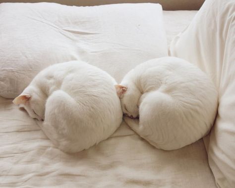 Two White Cats, Cats Sleeping, Lazy Cat, White Kittens, Cat Boarding, White Cats, Cat Sleeping, Funny Cat Pictures, Pretty Cats