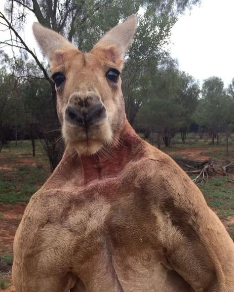 Kangaroo Funny, Wildlife Of India, Red Kangaroo, Phil Heath, Australia Animals, Mr Olympia, Incredible Creatures, African Safari, Funny Reaction Pictures