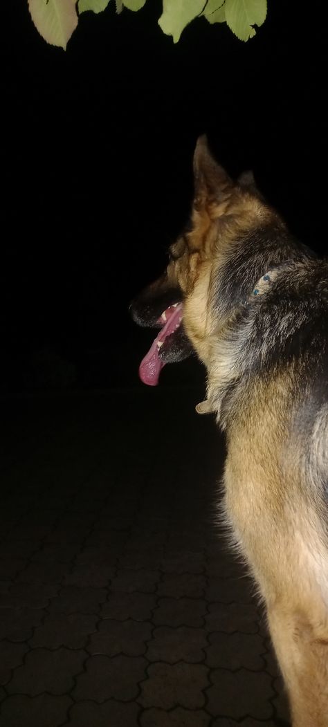 Dog Snapchats, Awsome Pictures, German Shepherd Art, Brown Image, Best Snapchat, German Dogs, Alone Photography, Crazy Funny Pictures, Snapchat Picture