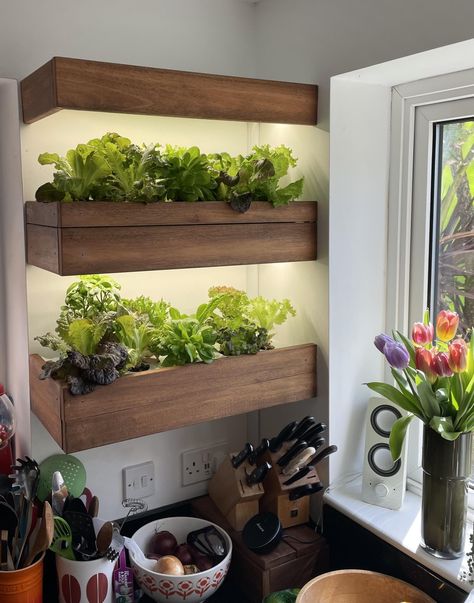 Kitchen Garden Ideas Indoor Plants, Plant Shelves In Kitchen, Herbs In Kitchen Ideas, Indoor Vegetable Garden Setup, Kitchen Herbs Garden, Home Herb Garden Indoor, Herb Wall In Kitchen, Herb Kitchen Decor, Kitchen Counter Herb Garden