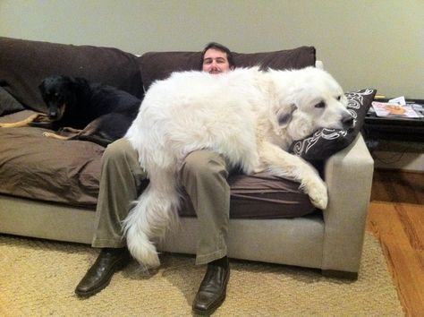 15 Enormous Dogs Who Are Convinced They’re Still Puppies – InspireMore Giant Dog Breeds, Great Pyrenees Dog, Huge Dogs, Giant Dogs, Love My Dog, Lap Dogs, Haiwan Peliharaan, Great Pyrenees, White Dog