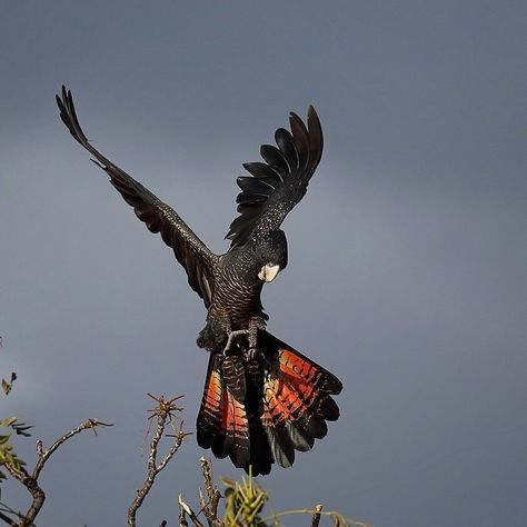 Yellow Tailed Black Cockatoo, Red Tailed Black Cockatoo, Black Cockatoo, Australian Flora, Dad Tattoos, Flocking, Bald Eagle, Parrot, Vision Board