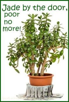 Jade Plant Money Plant Feng Shui Plants, Fen Shui, How To Feng Shui Your Home, Feng Shui Living Room, Lucky Plant, Jade Plant, Feng Shui House, Plants Quotes, Feng Shui Decor