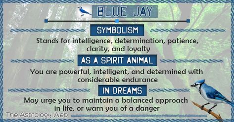 Blue Jay Meaning and Symbolism | The Astrology Web Blue Jay Meaning, Bird Meaning, Animal Totem Spirit Guides, Different Religions, Spirit Animal Meaning, Animal Meanings, Animal Tarot, Blue Jay Bird, Spiritual Animal