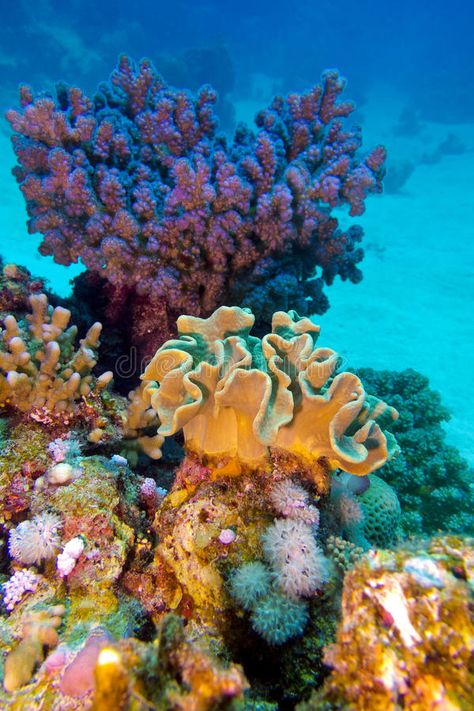 Australian Coral Reef, Florida Coral Reef, Ocean Coral Reef Aesthetic, Tropical Coral Reef, Sea Coral Photography, Coral Reef Photography Ocean Life, Sea Plants Underwater, Corals Photography, Great Coral Reef