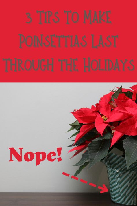 Front Porch Poinsettia, Point Setta Flower Christmas Decor, Poinsettia Care Houseplant, What To Do With Poinsettias After Christmas, Poinsettia Pot Ideas, Poinsettia Front Porch, Pointsetta Plant Care, Poinsettia Display Ideas, Pointsetta Arrangements