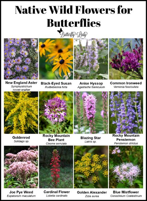 Winter is the Best Time to Start a Butterfly Garden! – Butterfly Lady Missouri Butterfly Garden, Arizona Butterfly Garden, Butterfly Garden Texas, Butterfly Garden Ideas Landscaping, Butterfly Garden Design Layout, School Butterfly Garden, Butterfly Garden Ideas, Starting Seeds Outdoors, Flowers For Butterflies